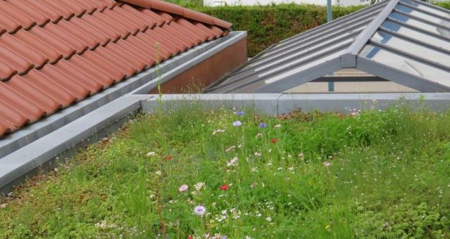 Gemeinde Römerberg schenkt Ihnen die Bepflanzung ihrer Garagen-Dachfläche